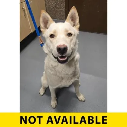 A young large-sized male Husky dog named Madras for adoption in Eugene, OR