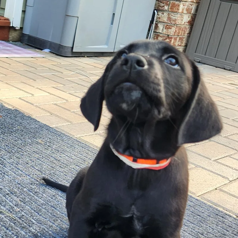 A baby medium-sized female Black Labrador Retriever dog named Joyce Vincent Wilson for adoption in Joliet, IL