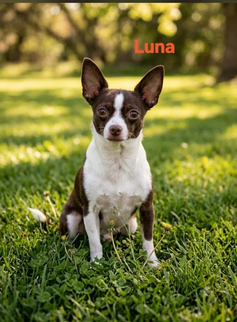 A young small-sized female Chihuahua dog named Luna for adoption in New Port Richey, FL
