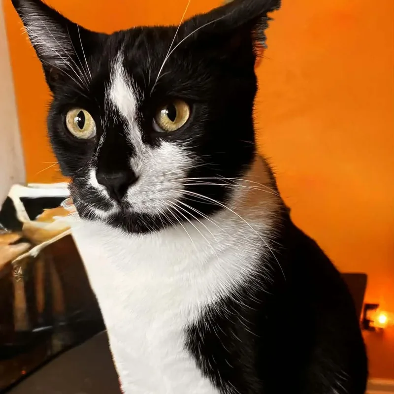 A young medium-sized male Black & White / Tuxedo Domestic Short Hair cat named Oreo for adoption in Fairborn, OH