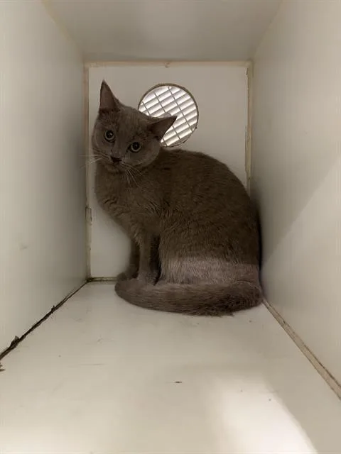 A young small-sized female Domestic Short Hair cat named Cassie for adoption in Indianapolis, IN