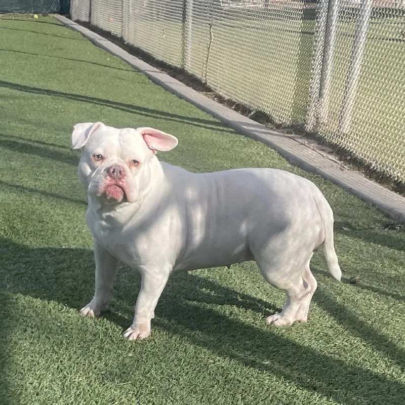 An adult medium-sized female White / Cream English Bulldog dog named The Missus for adoption in Kanab, UT