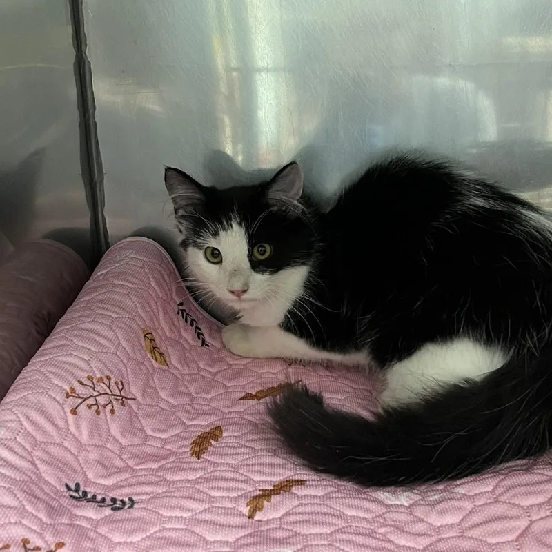 A baby small-sized female Domestic Medium Hair cat named SVASStray for adoption in Verona, VA
