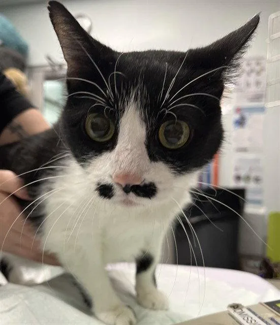 A senior large-sized female Black & White / Tuxedo Domestic Short Hair cat named Sunshine for adoption in Tavares, FL