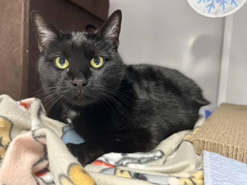 A senior medium-sized female Domestic Short Hair cat named Phantom for adoption in White Oak, PA
