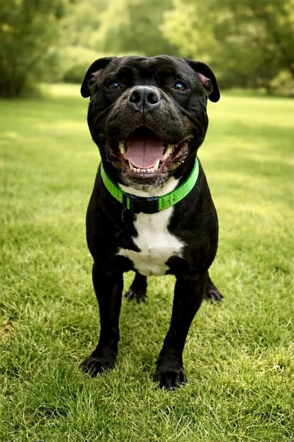 An adult large-sized male Black Mixed Breed dog named Oakley for adoption in Maryville, TN