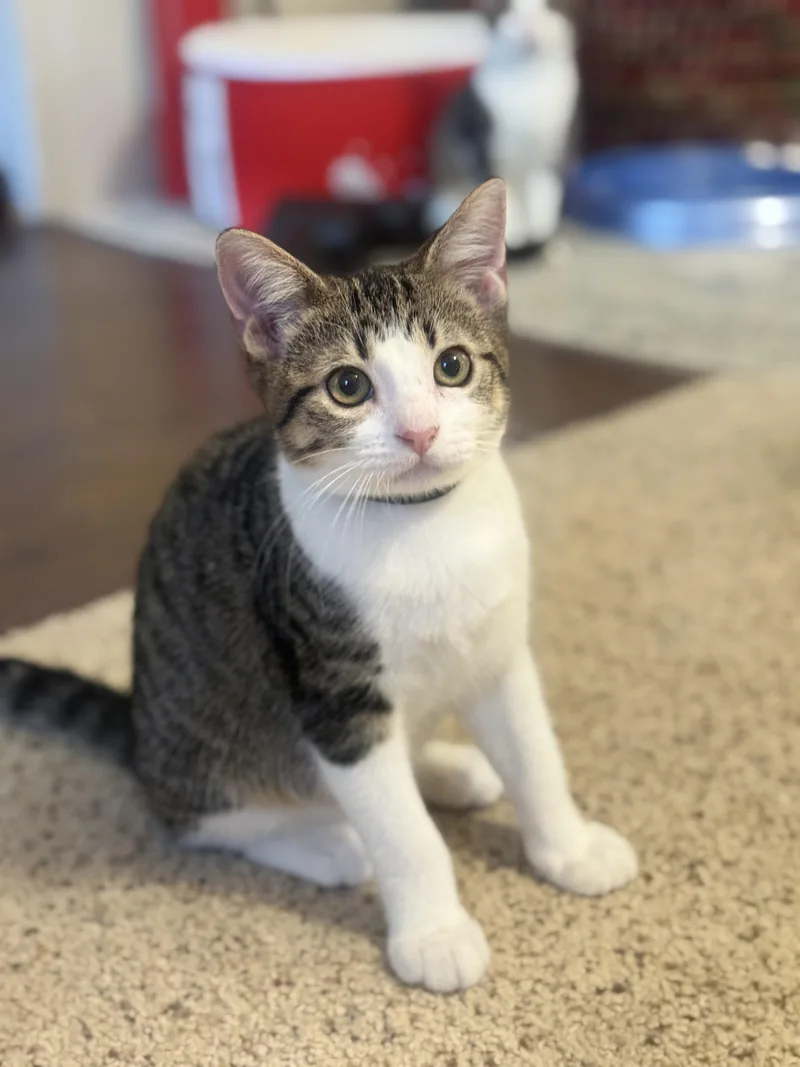 A baby medium-sized male Domestic Short Hair cat named Stogie for adoption in Magnolia, TX