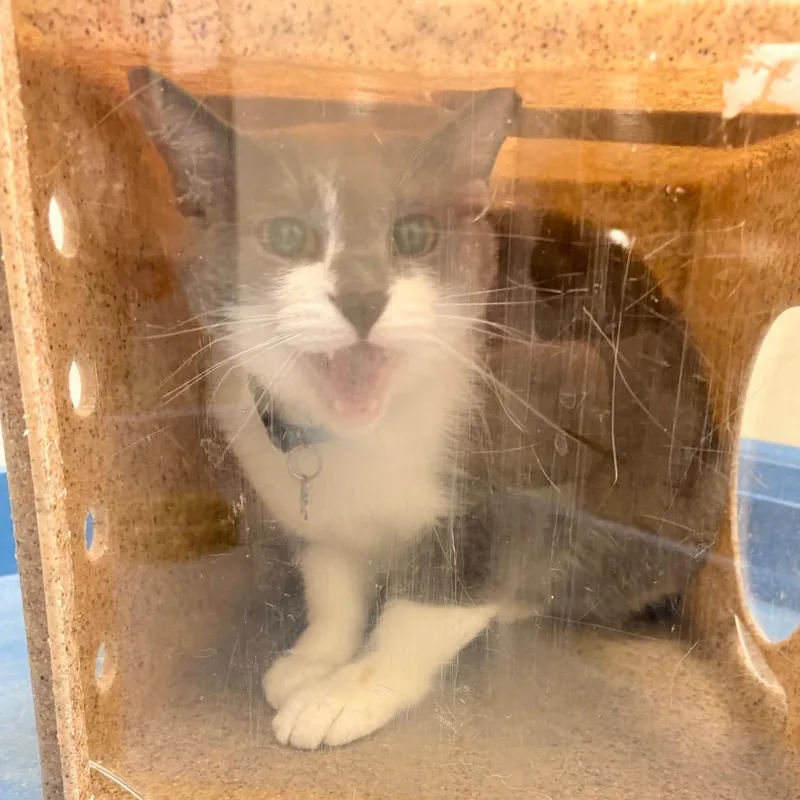 A senior small-sized male Gray / Blue / Silver Domestic Short Hair cat named Nissan for adoption in Philadelphia, PA