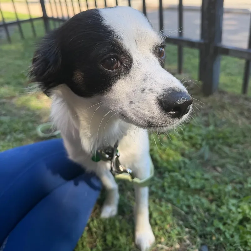 A young small-sized male White / Cream Chihuahua dog named Buddy for adoption in Houston, TX