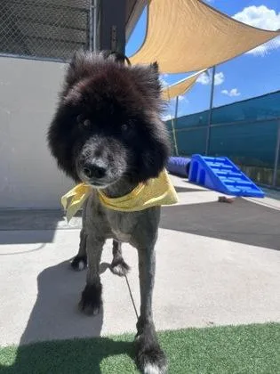 An adult large-sized male Black Alaskan Malamute dog named Bear for adoption in Steamboat Springs, CO