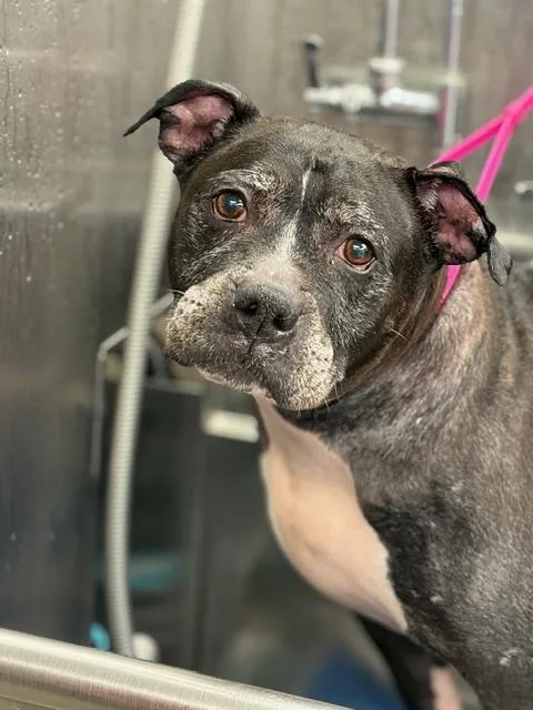 Oreo & Rocky thumbnail 2