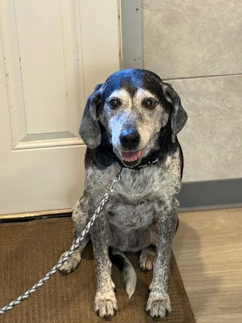 Oreo & Rocky thumbnail 3