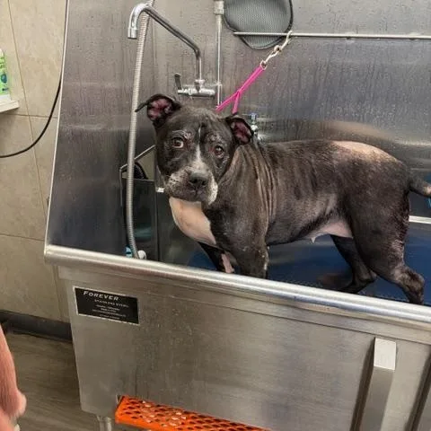 Oreo & Rocky thumbnail 4