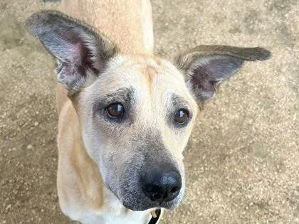 Dixie Belle