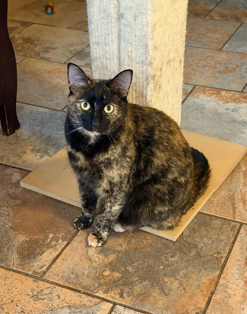 A young small-sized female Tortoiseshell cat named Andes for adoption in Capshaw, AL