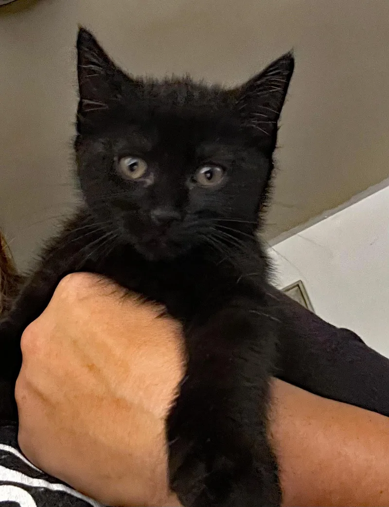 A baby medium-sized male Black Domestic Short Hair cat named Moon for adoption in Marion, NC