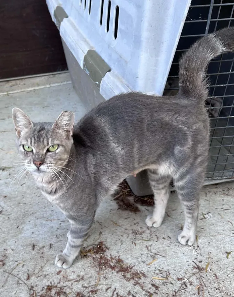 An adult medium-sized female Gray & White Domestic Short Hair cat named Sandy for adoption in Hutto, TX