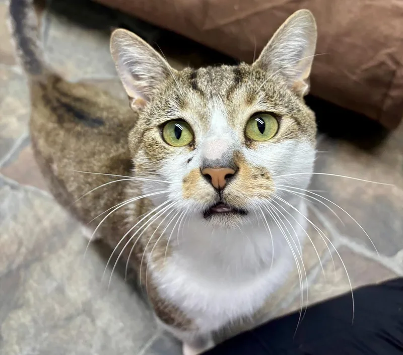 Gilligan thumbnail 2