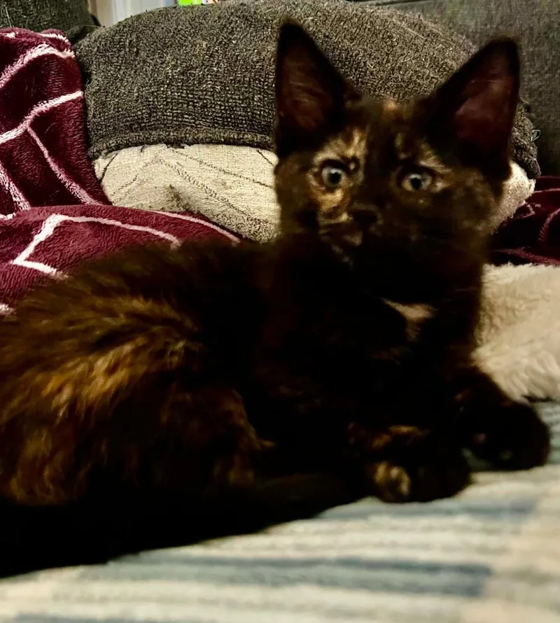 A baby medium-sized female Domestic Short Hair cat named Ember for adoption in Hoover , AL