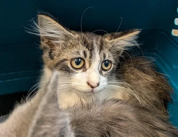 A baby small-sized female Domestic Short Hair cat named Debbie for adoption in San Diego, CA