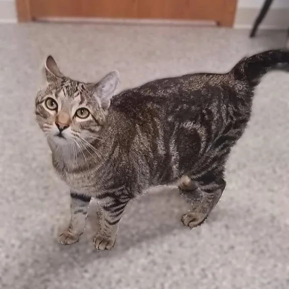 An adult small-sized female Domestic Short Hair cat named Delaney for adoption in Prairie du Chien, WI