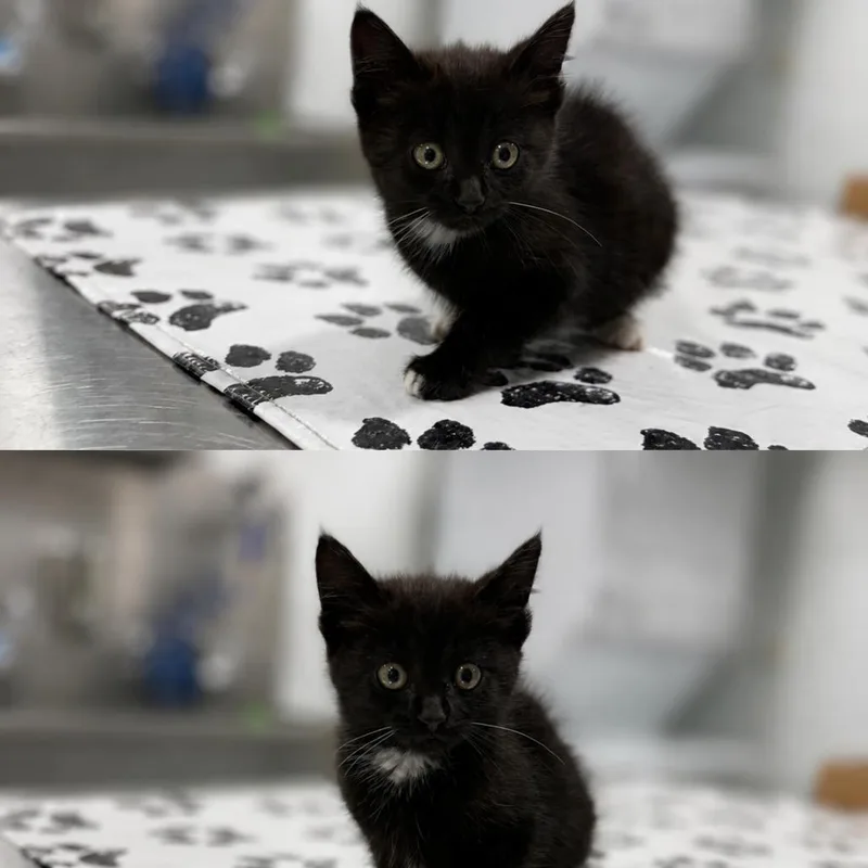 A baby small-sized female Black Domestic Short Hair cat named Moon for adoption in St. Louis, MO