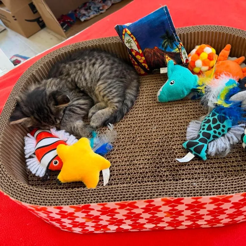 A baby small-sized female Gray / Blue / Silver Domestic Short Hair cat named Potato for adoption in Ferndale, WA