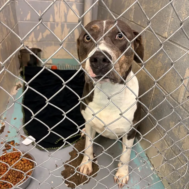 An adult large-sized female Gray / Blue / Silver Mixed Breed dog named Amillion for adoption in Charleston, WV