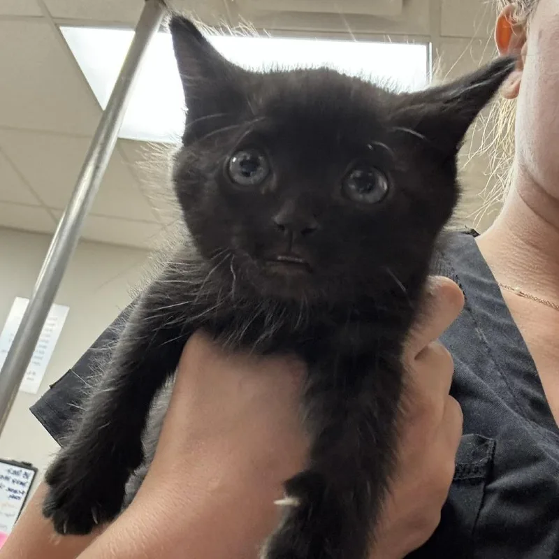 A baby small-sized male Black Domestic Short Hair cat named Hercules U for adoption in Tupelo, MS
