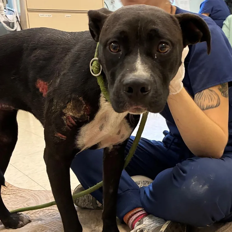 A young medium-sized female Black Mixed Breed dog named Petal for adoption in Charleston, WV
