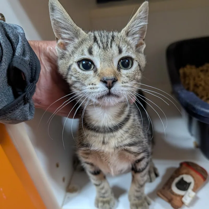 A baby small-sized female Brown / Chocolate Domestic Short Hair cat named Valentina for adoption in New York, NY