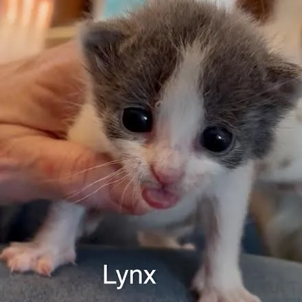 Lynx thumbnail 3