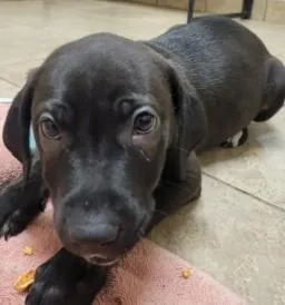 A baby medium-sized male Mixed Breed dog named Alpine for adoption in West Chester, PA