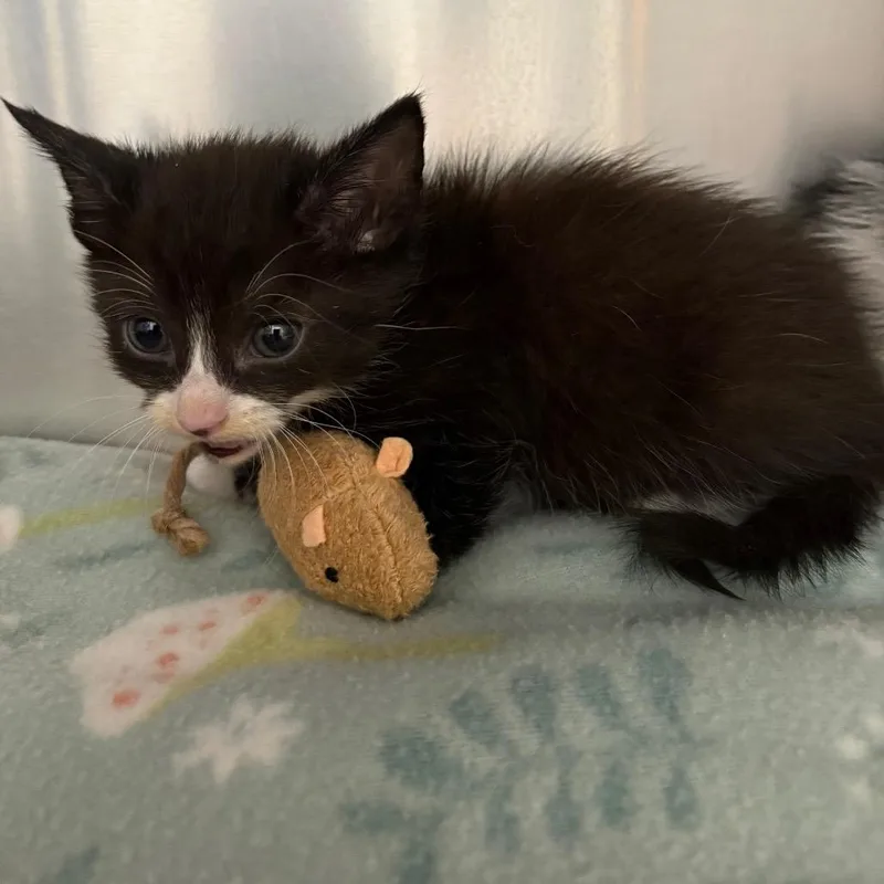 A baby small-sized female Black Domestic Short Hair cat named Juliet for adoption in Milton, FL
