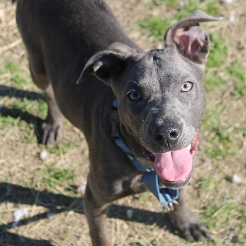 A young medium-sized female Gray / Blue / Silver American Staffordshire Terrier dog named Chervil for adoption in Hattiesburg, MS