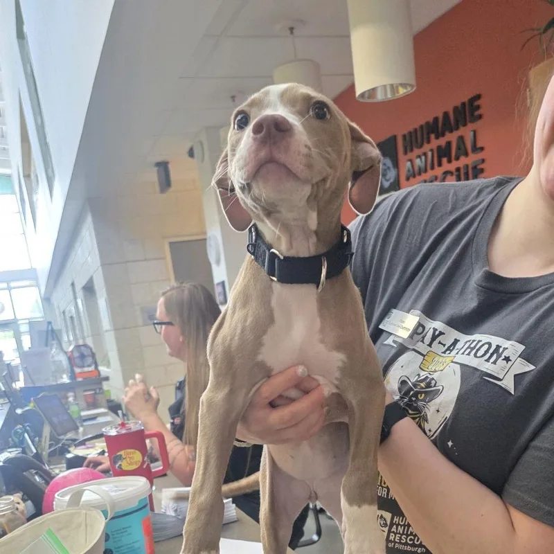 A baby small-sized female Brown / Chocolate Mixed Breed dog named Magnolia for adoption in Pittsburgh, PA
