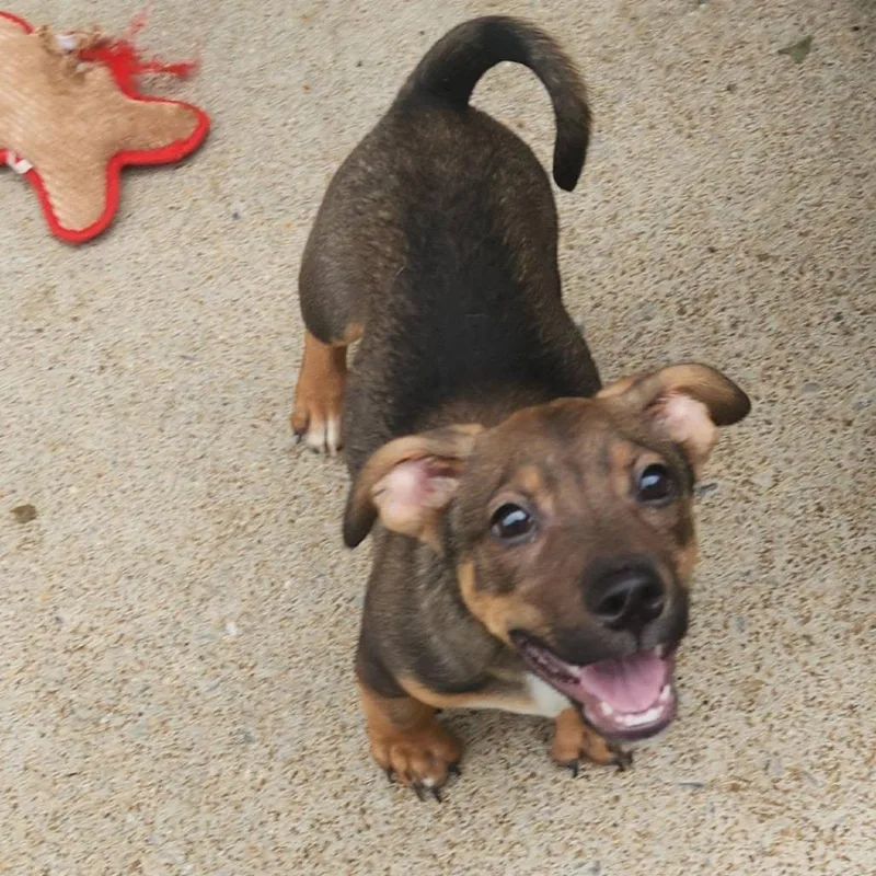 Biscuit