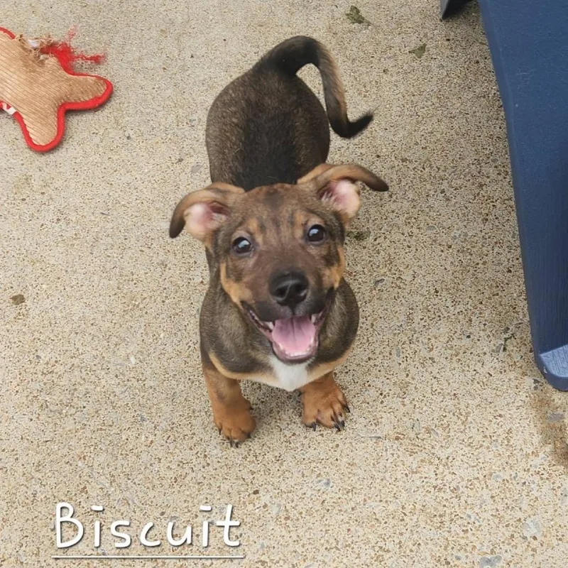 Biscuit thumbnail 6