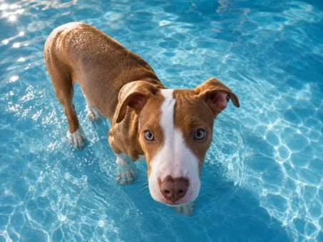 A young large-sized male Pit Bull Terrier dog named Mills for adoption in San Pedro, CA