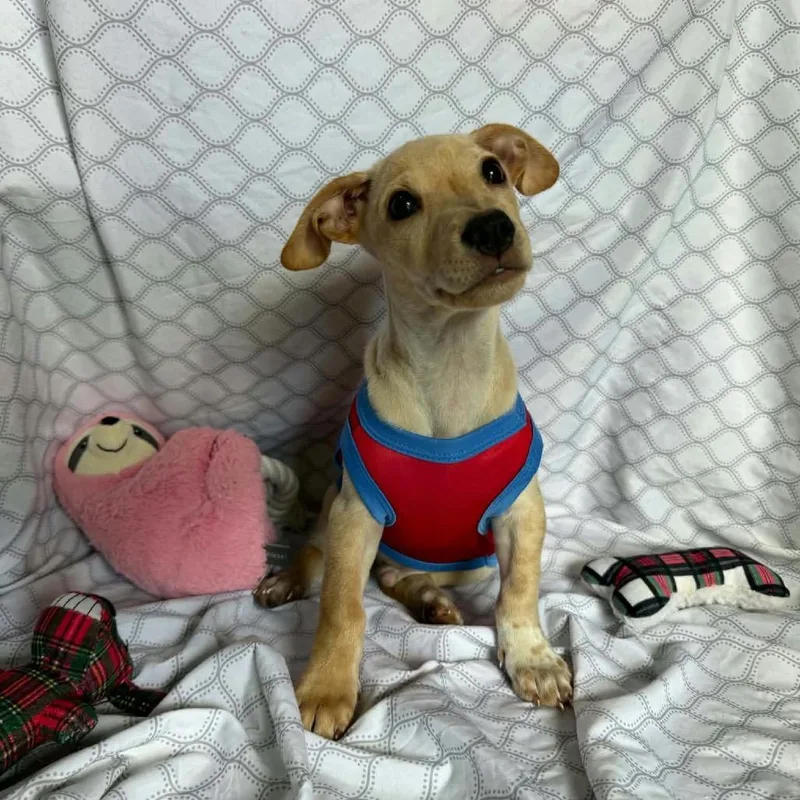 A baby small-sized male Labrador Retriever dog named Martin for adoption in Washington, DC