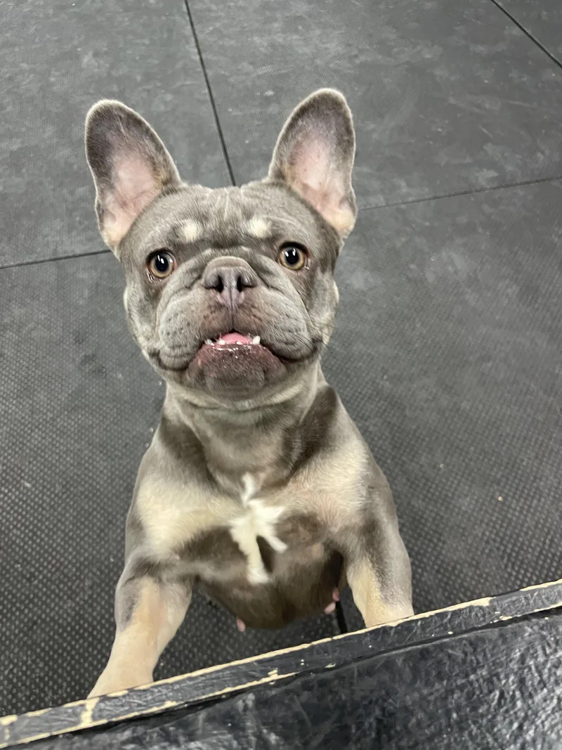 An adult small-sized female Gray / Blue / Silver French Bulldog dog named Saffron for adoption in Vernon Hills, IL