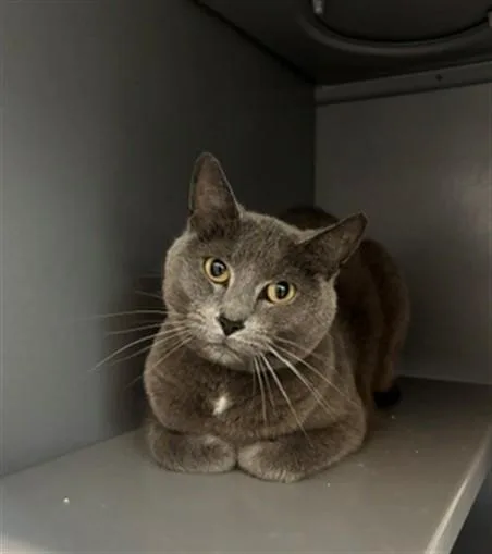 An adult medium-sized female Domestic Short Hair cat named Casey for adoption in Leesburg, VA