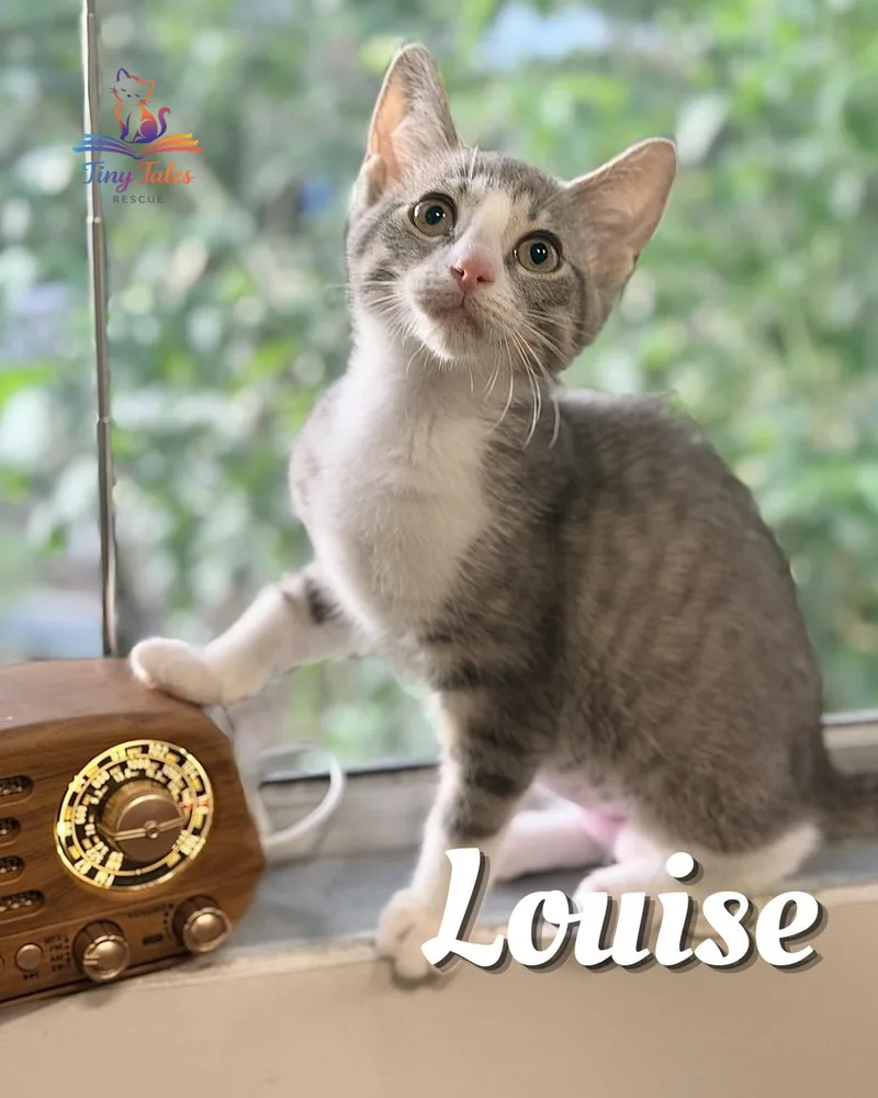 A baby medium-sized female Gray & White Domestic Short Hair cat named Louise for adoption in Orange City, FL