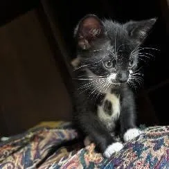 A baby small-sized male Black Domestic Short Hair cat named Bello for adoption in Panama City Beach, FL
