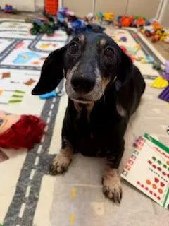 A senior small-sized female Dachshund dog named Winnie OC for adoption in Los Angeles, CA