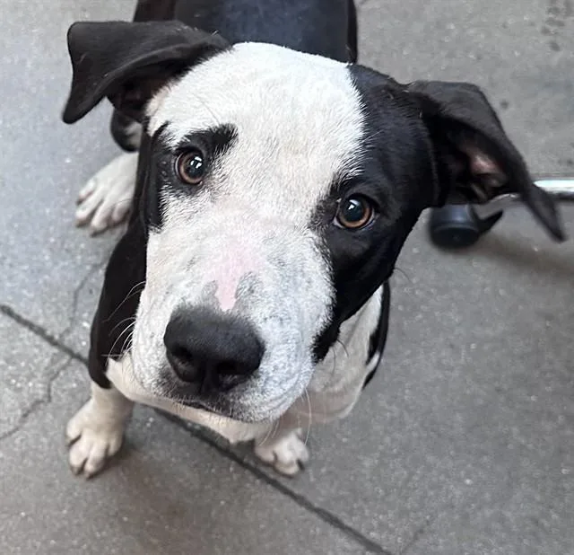Otis