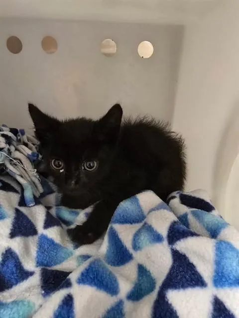 A baby small-sized male Domestic Short Hair cat named Friend for adoption in Rancho Cucamonga, CA