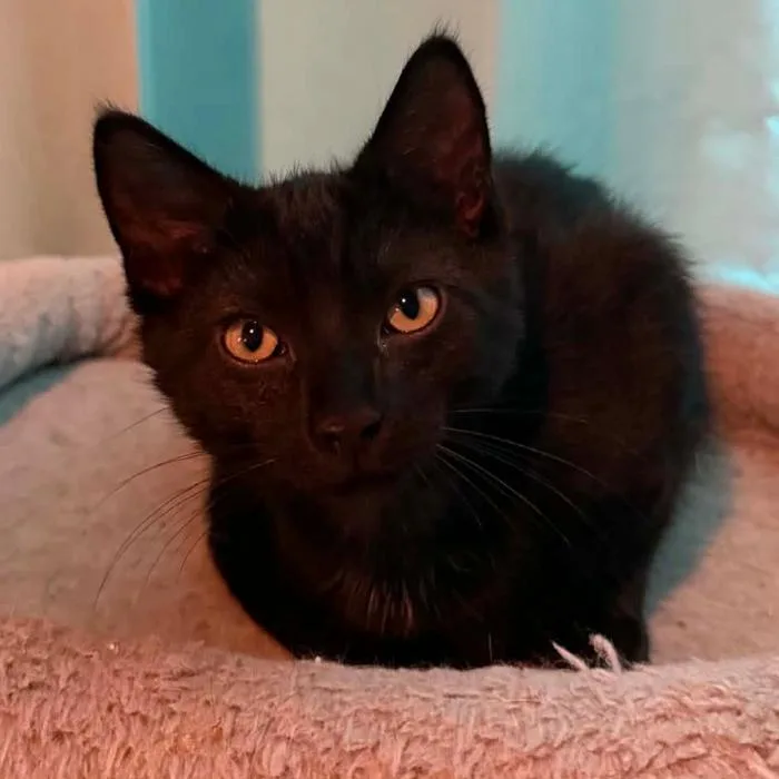 A baby small-sized male Black Domestic Short Hair cat named Stubert for adoption in Woodbury, NJ
