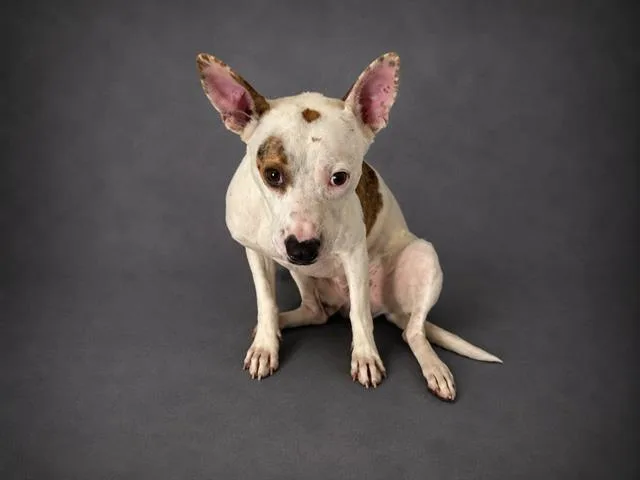A young medium-sized male Parson Russell Terrier dog named Winston for adoption in Winter Haven, FL