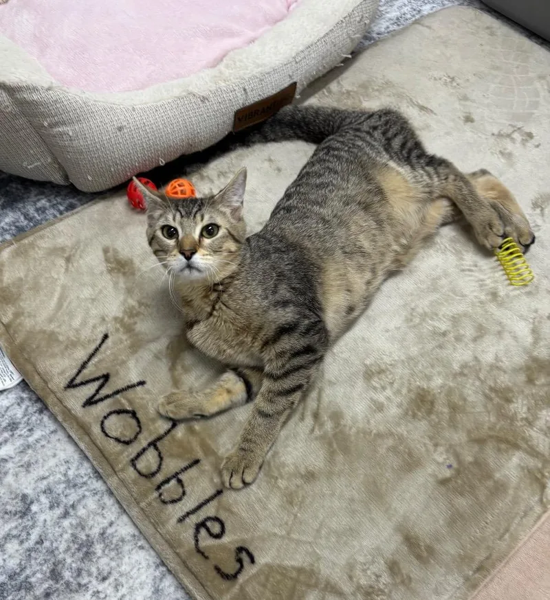 Miss Wobbles thumbnail 2